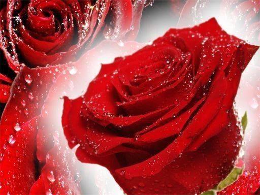 Red Roses Puzzle Online Game