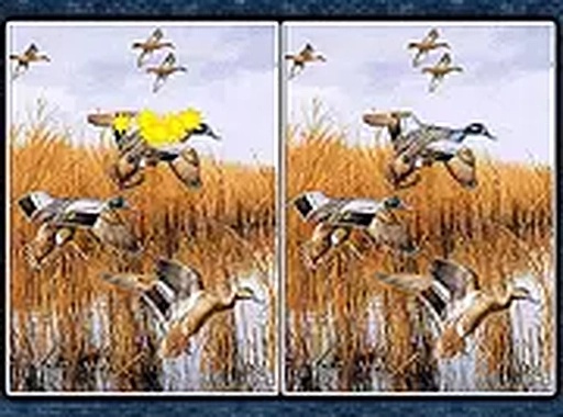 Birds 5 Differences Puzzle Game